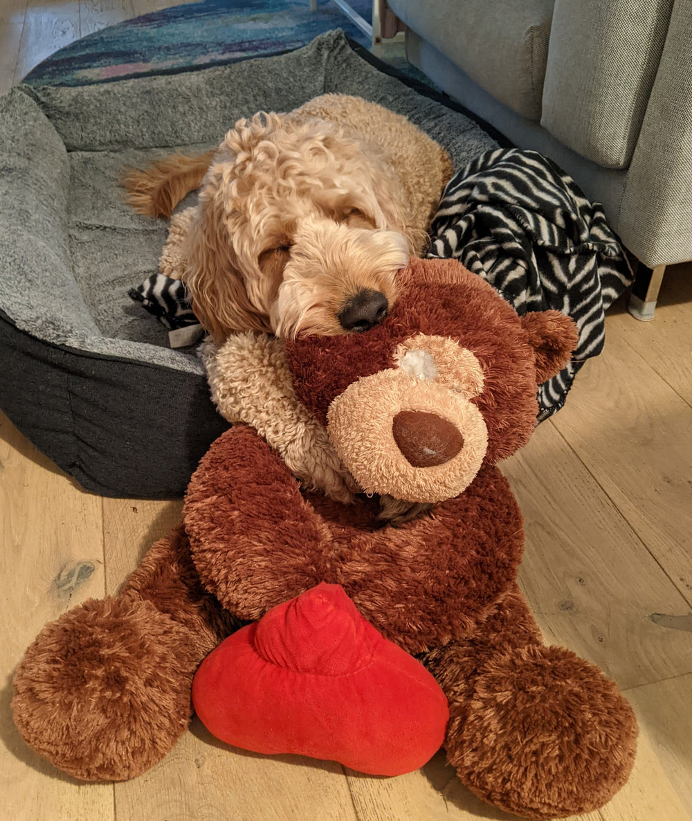 Buddy has his own space too.