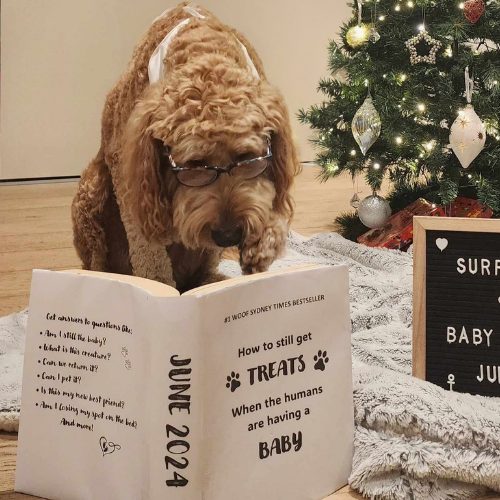 Buddy the dog reading up on how to make sure he still gets treats now that a baby is on the way