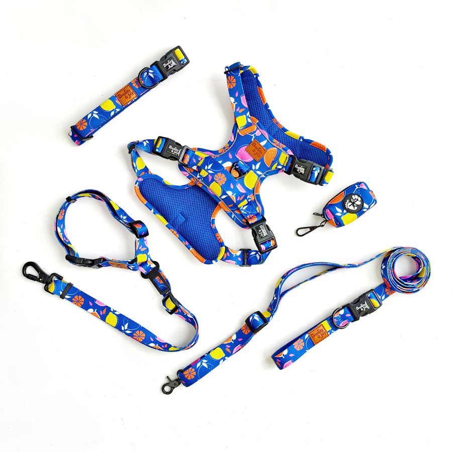 Buddy & Joy Zest Collection Set | Complete 5-Piece Dog Walk Set