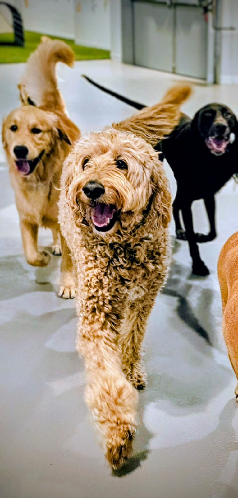 Buddy leading the pack at doggy daycare.