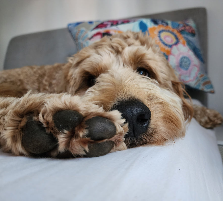 Buddy watching from the foot of the bed