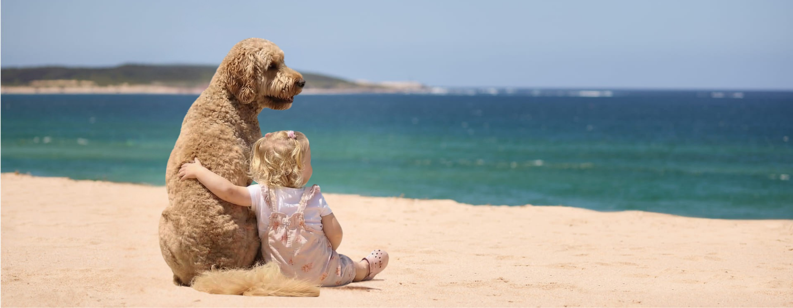 Buddy & Joy website section banner, lifestyle wide crop