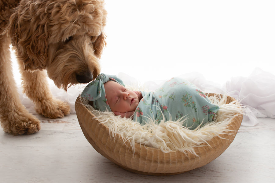 Avery the dog lifestyle photo, outdoor portrait