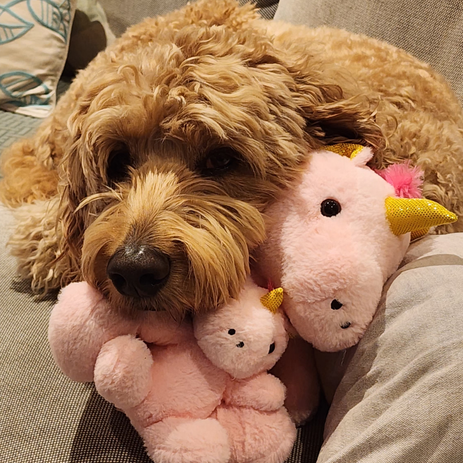 Buddy at home among new baby gear after Joy's arrival
