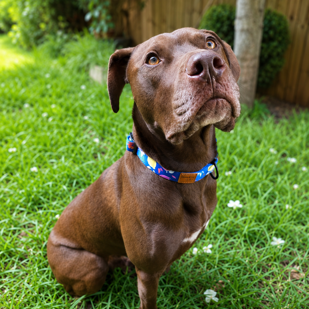 Buddy & Joy Dog Collar | Zest Collection