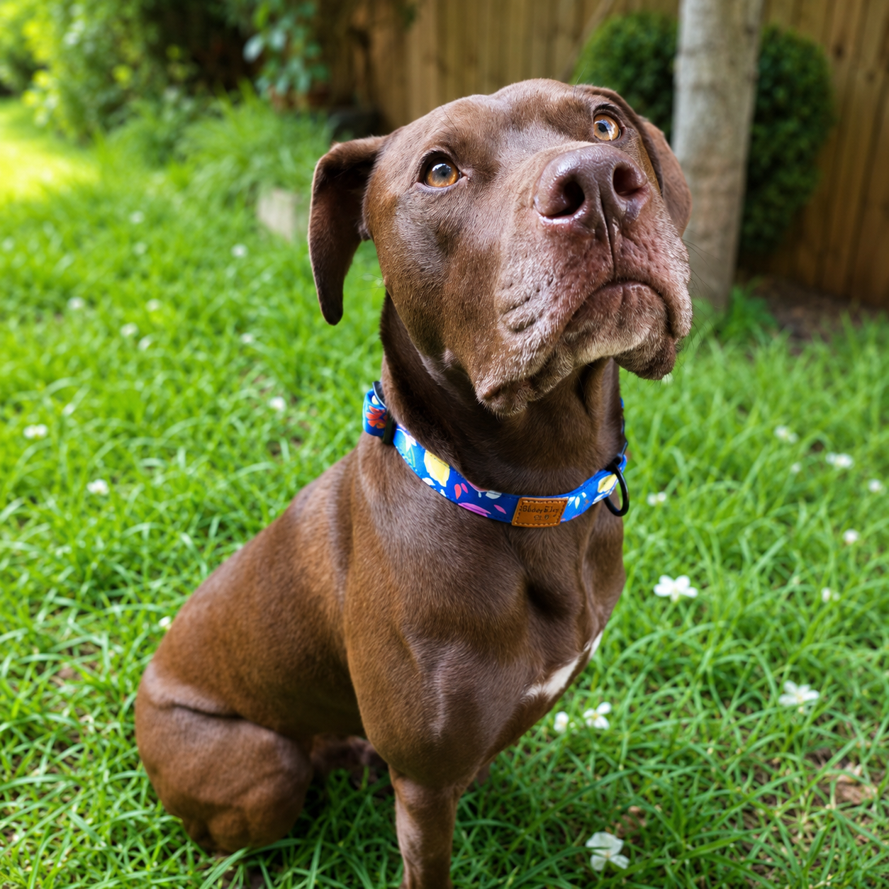 Buddy & Joy Dog Collar | Zest Collection