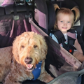 The Buddy & Joy Dog Car Hammock