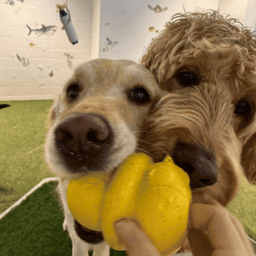 Buddy having zoomies at daycare