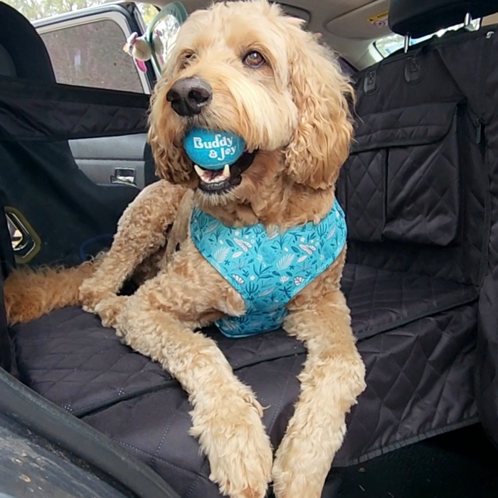 Dog sitting in Buddy & Joy hammock showing solid base