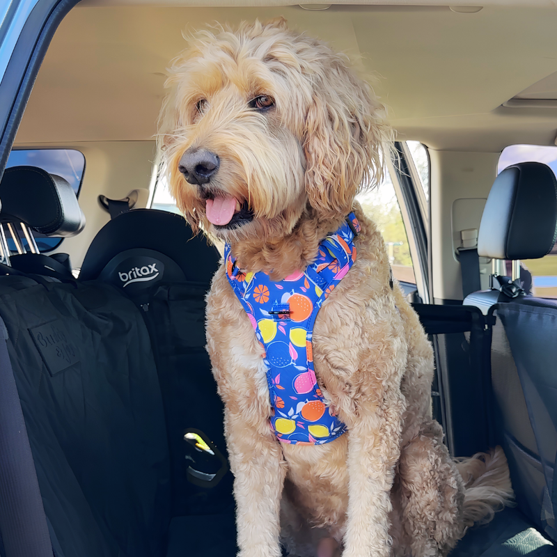 The Buddy & Joy Dog Car Hammock
