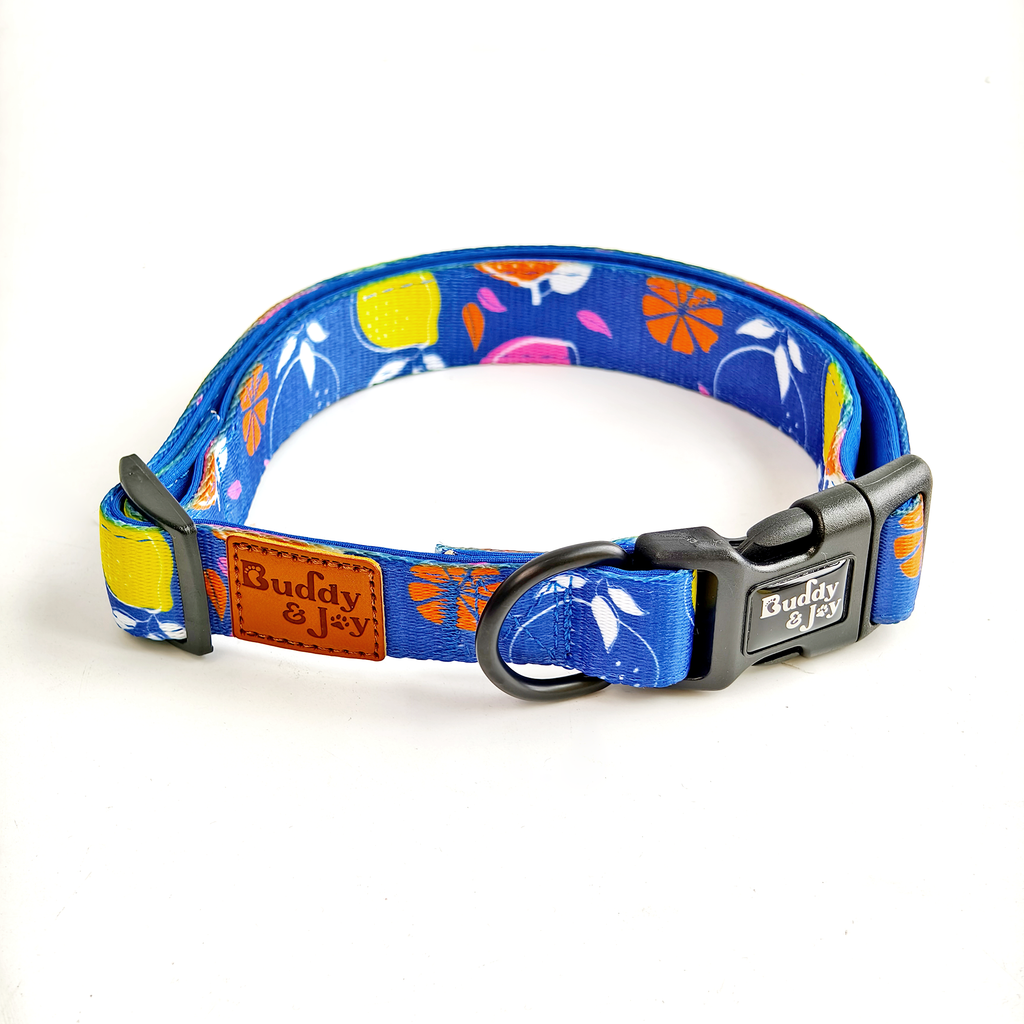 Buddy & Joy Dog Collar in cobalt blue citrus print — Zest Collection, adjustable dog collar for families