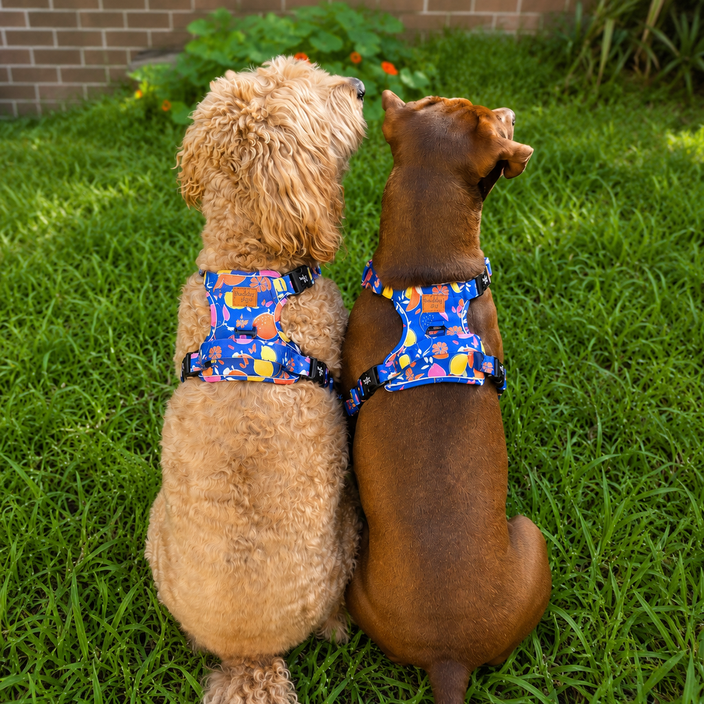 Buddy & Joy No-Pull Dog Harness | Zest Collection