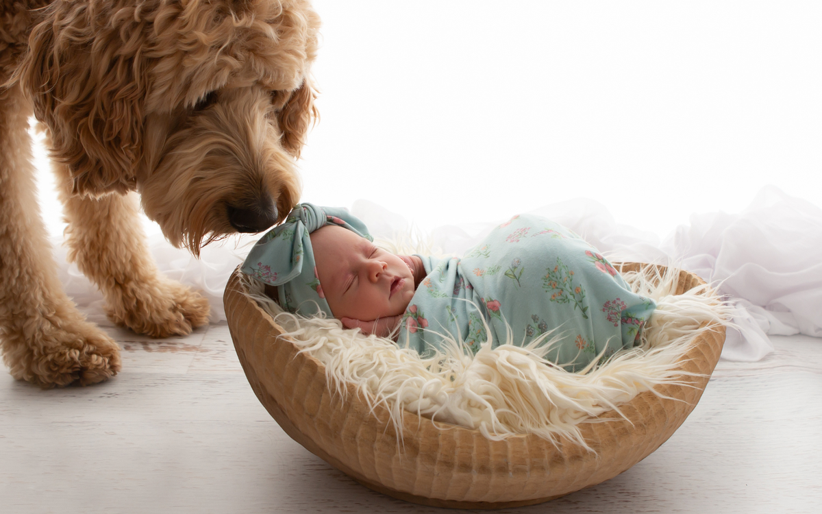 Buddy the dog resting his head beside newborn baby Joy, swaddled in a basket at 8 days old