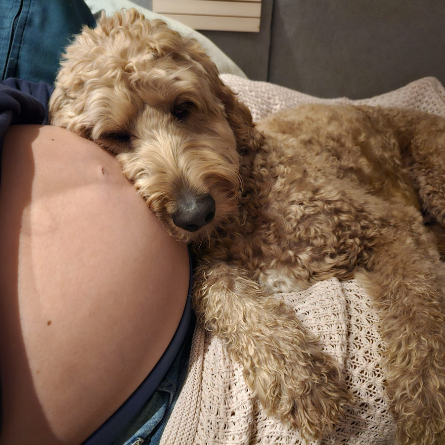 Buddy lying beside Marieke's pregnant belly