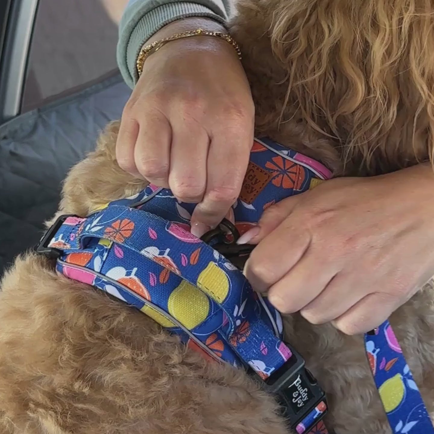 Buddy & Joy Car Security Dog Lead | Zest Collection
