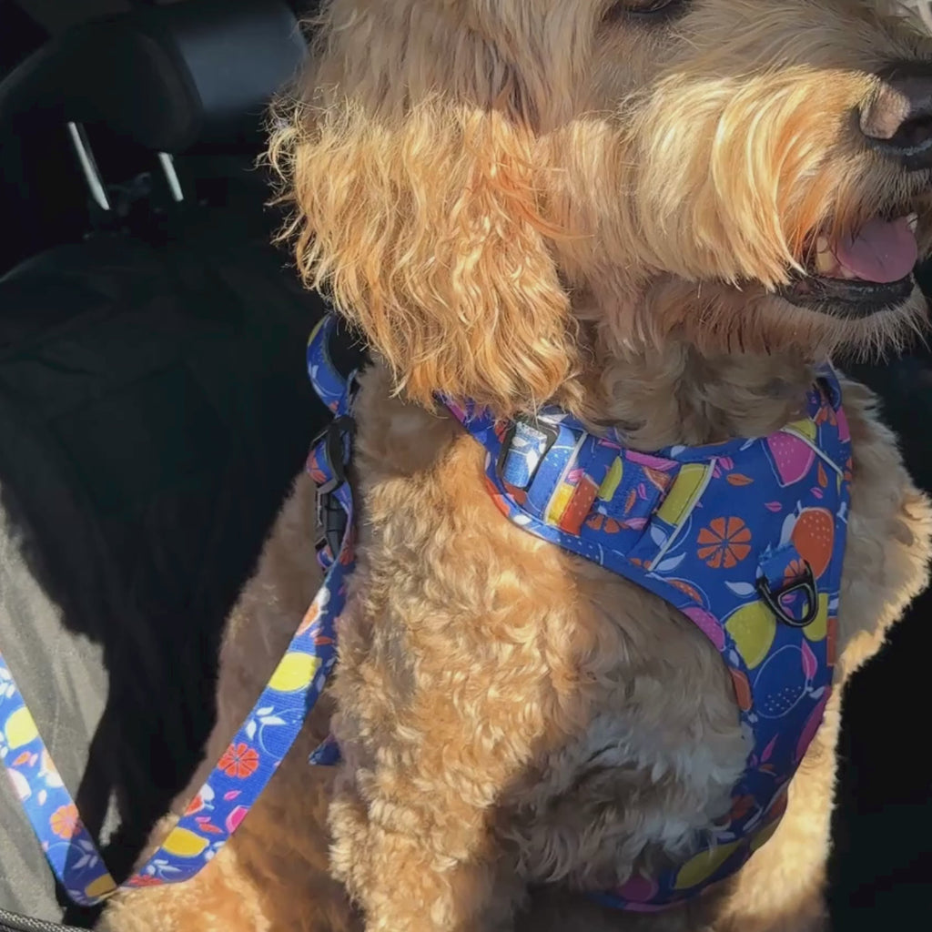 Buddy & Joy Car Security Dog Lead | Zest Collection