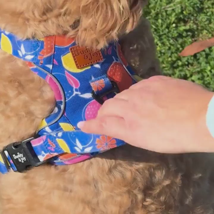 Buddy & Joy No-Pull Dog Harness | Zest Collection